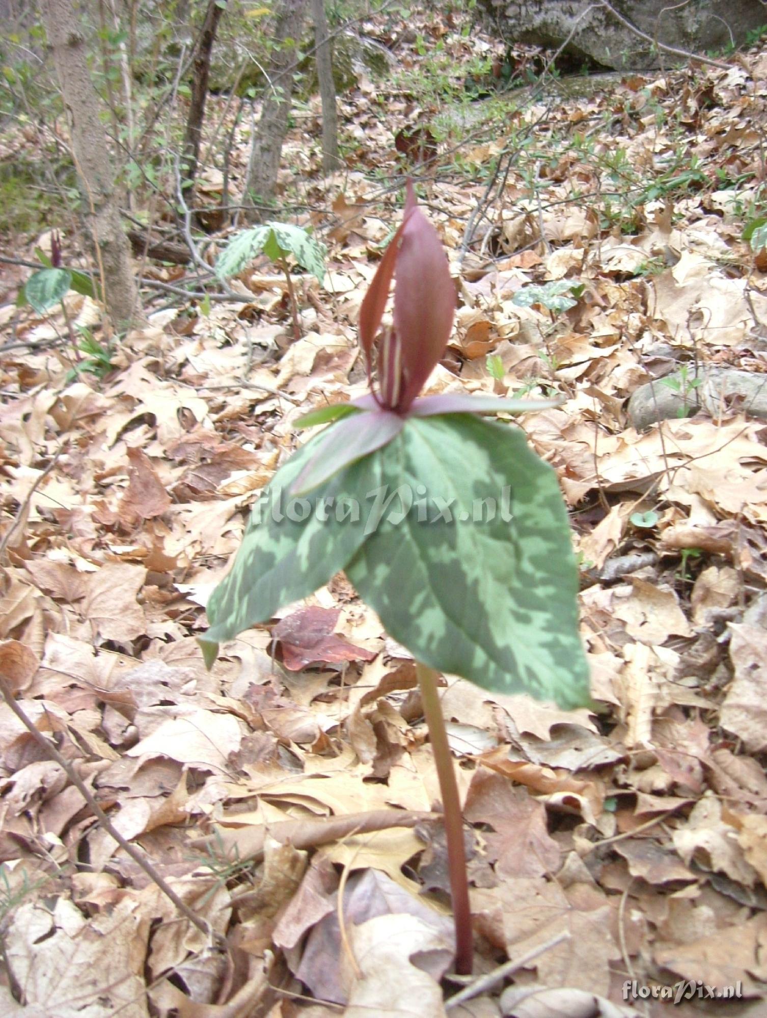 Trillium cuneatum