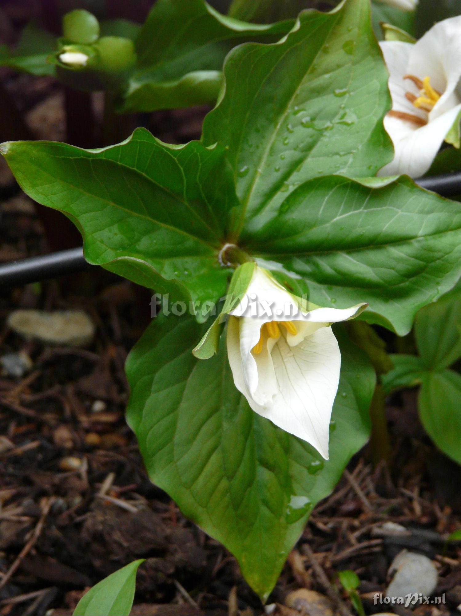 Trillium ovatum