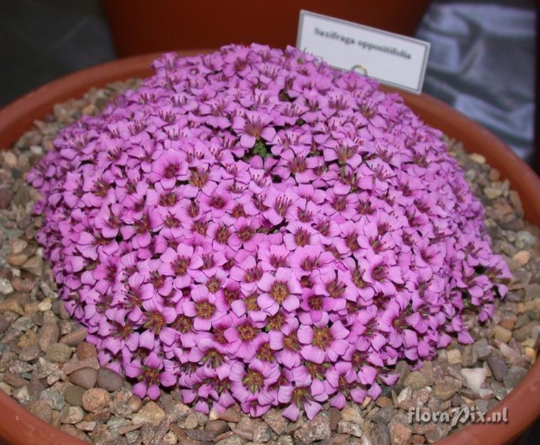 Saxifraga oppositifolia