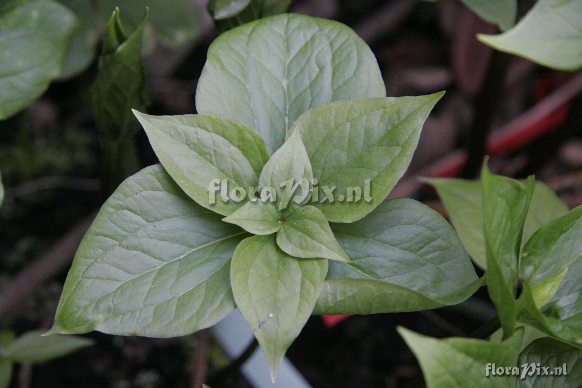 Trillium erectum