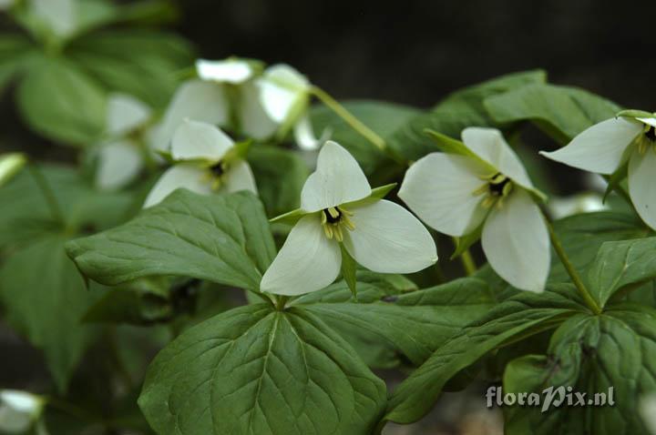 Trillium simile