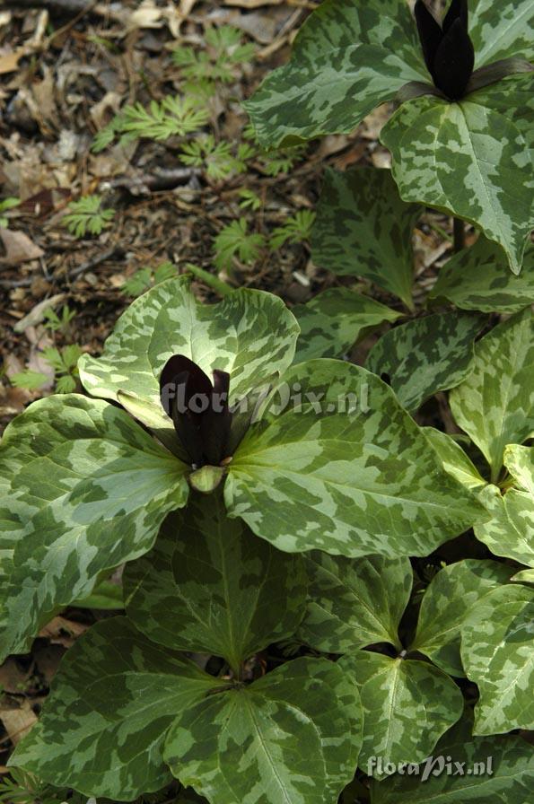 Trillium cuneatum