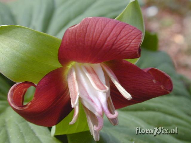 Trillium flexipes