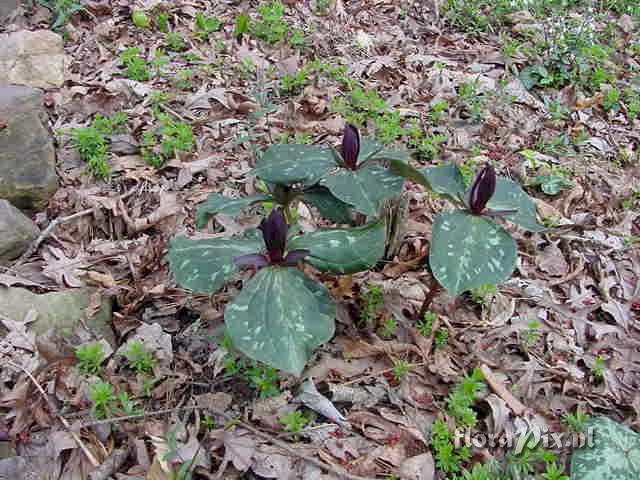 Trillium cuneatum