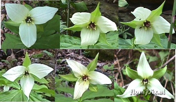 Trillium erectum album variation