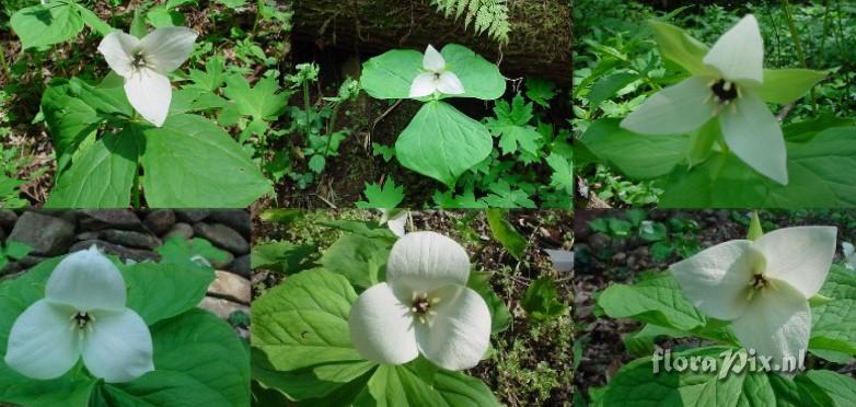 Trillium simile variation