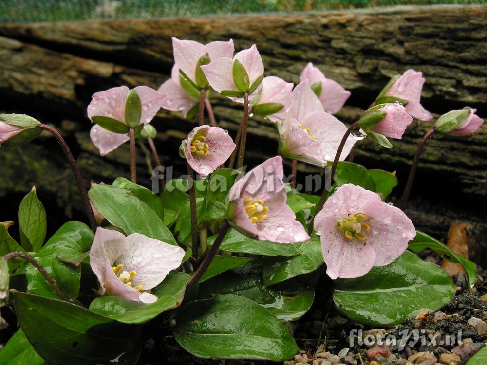 Trillium rivale