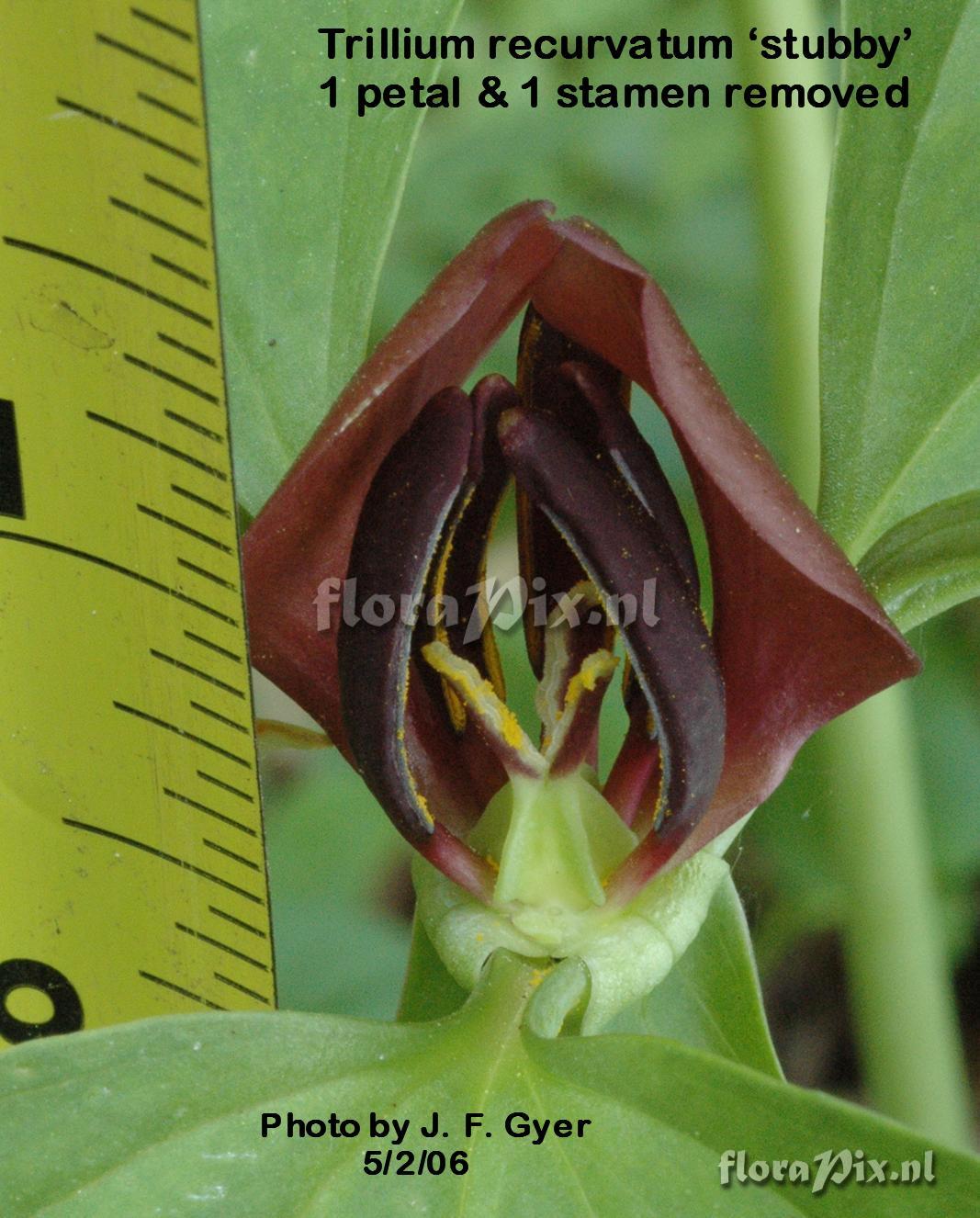 Trillium recurvatum cv Stubby