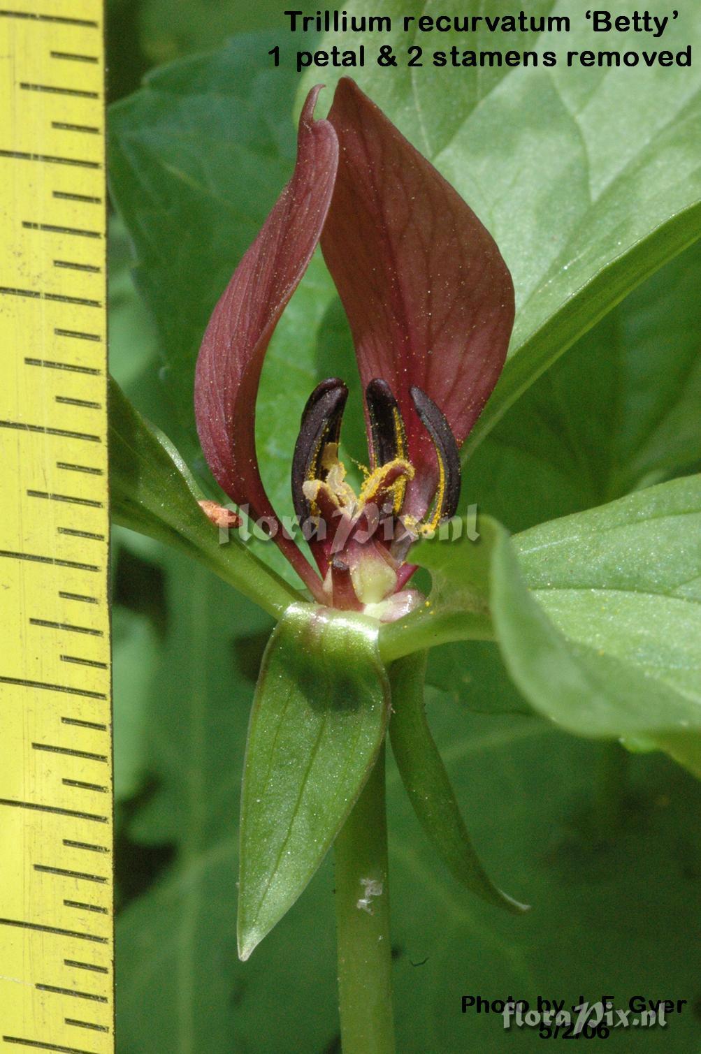 Trillium recurvatum cv Betty