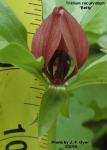 Trillium recurvatum intact flower cv Betty