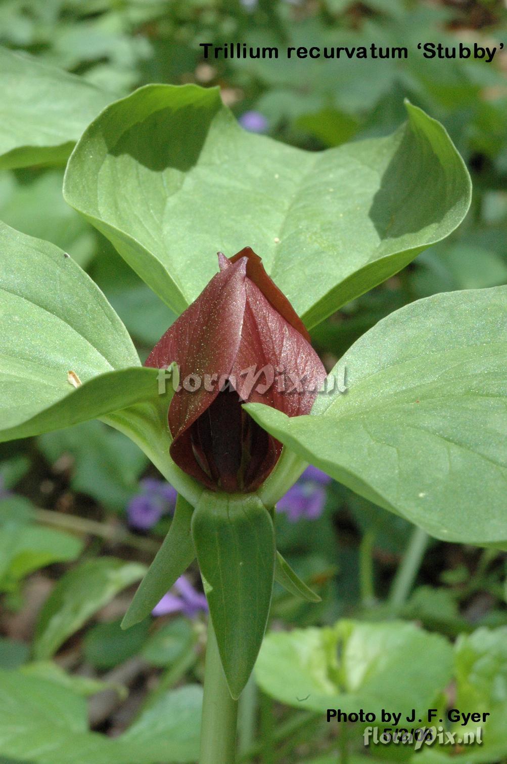 Trillium recurvatum intact flower cv Stubby