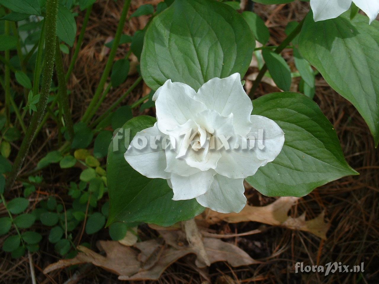 Trillium grandiflora, double form