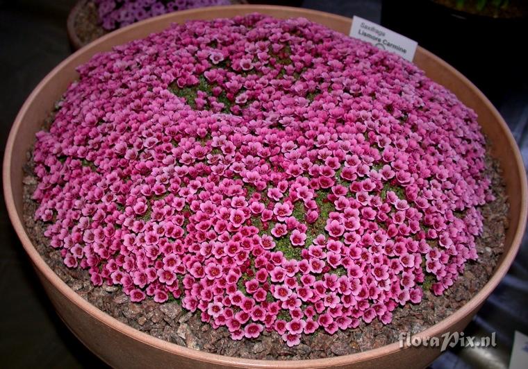 Saxifraga Lismore Carmine