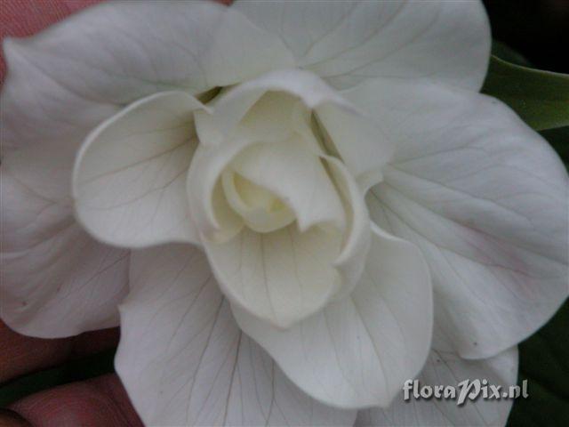 Trillium grandiflorum "double rounded petal form"