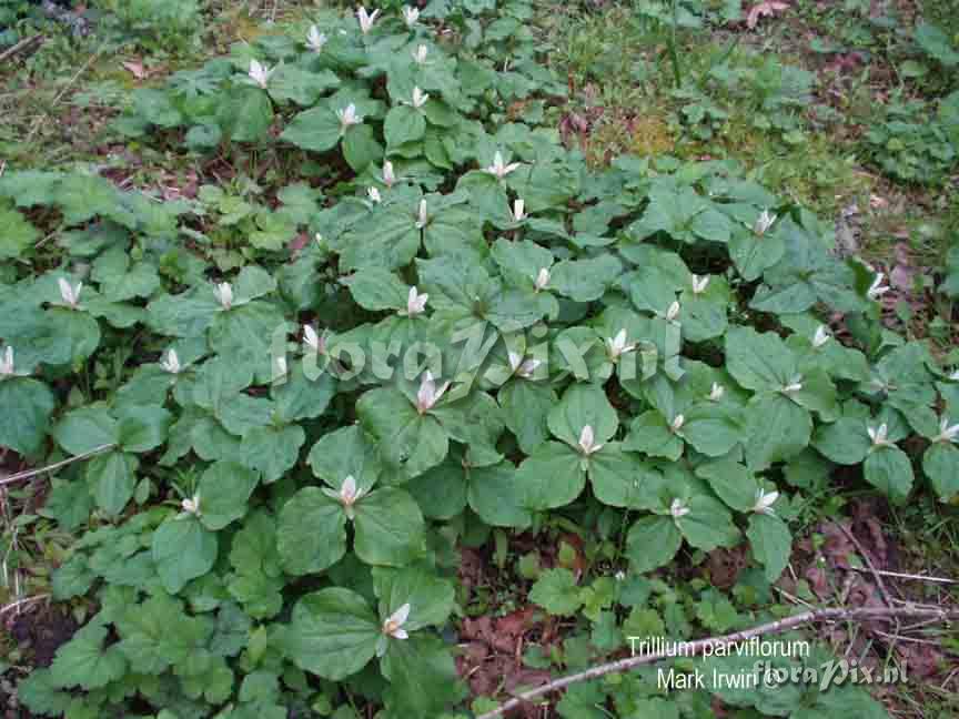 Trillium parviflorum