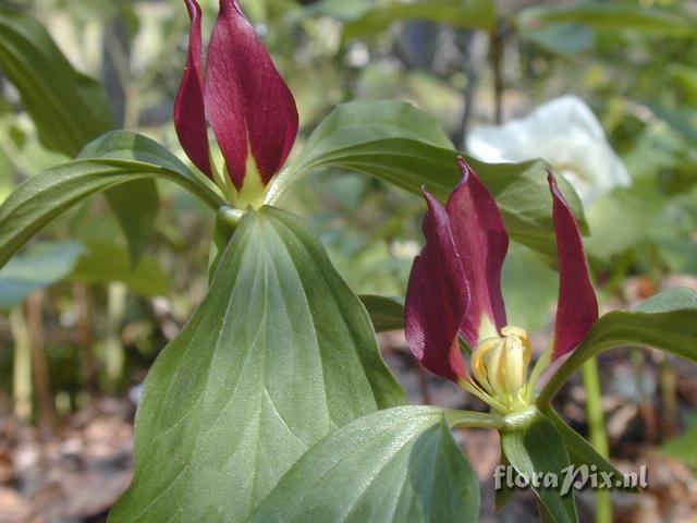 Trillium recurvatum