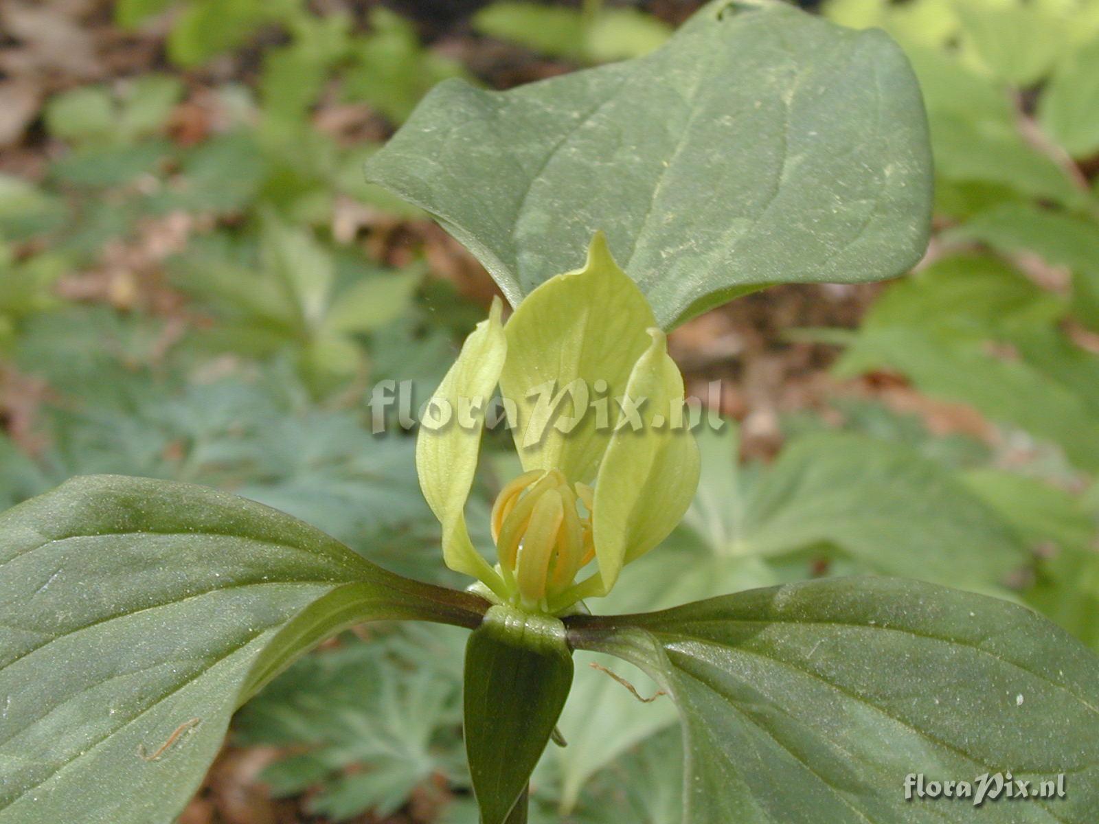 Trillium recurvatum f. shayi