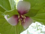 Trillium rugelii  bicolor