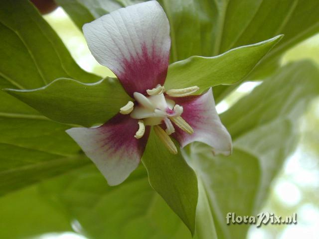 Trillium rugelii  tricolor