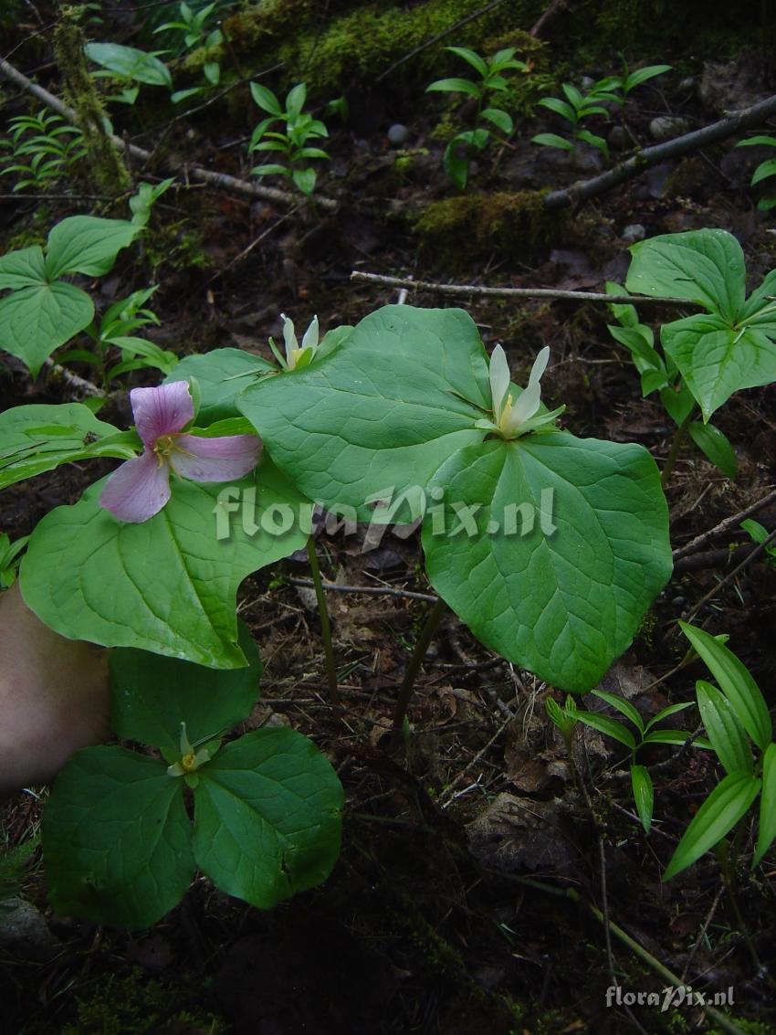 Trillium parviflorum