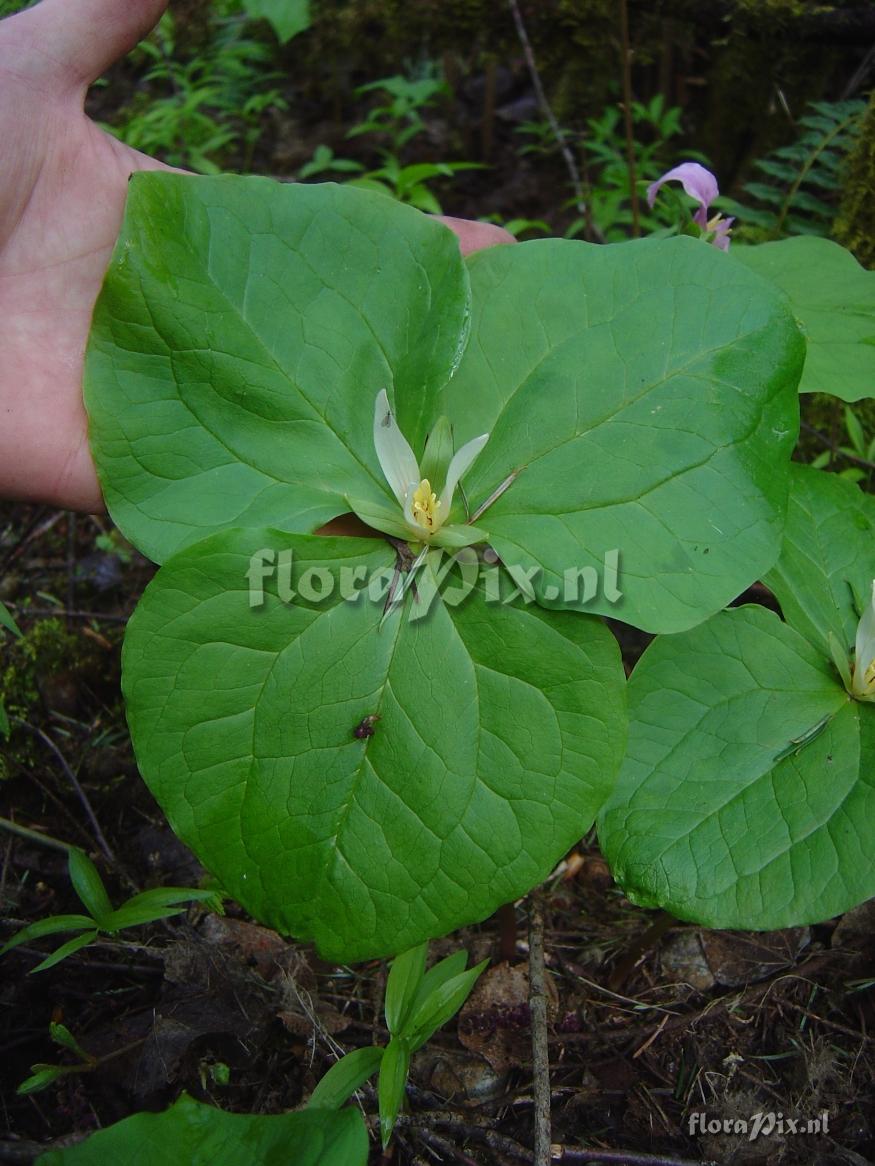 Trillium parviflorum