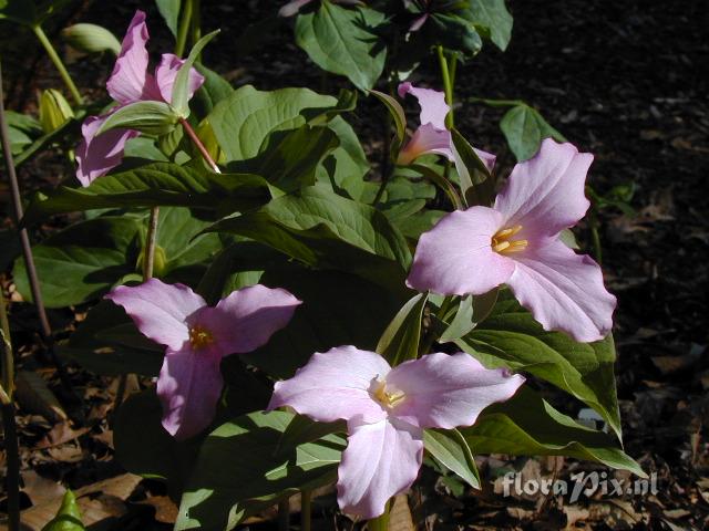 Trillium grandiflorum roseum