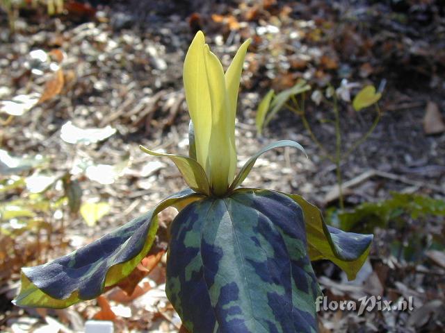 Trillium maculatum yellow form