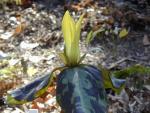 Trillium maculatum yellow form