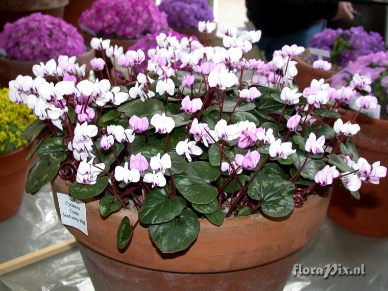 Cyclamen coum