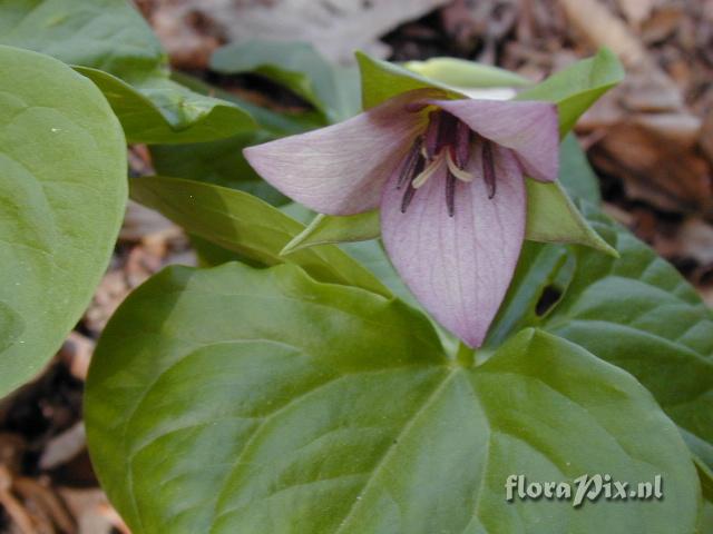 Trillium sulcatum pink