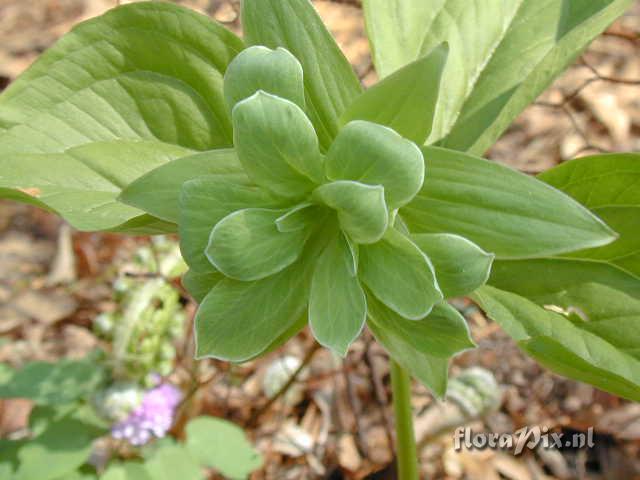 Trillium grandiflorum green double