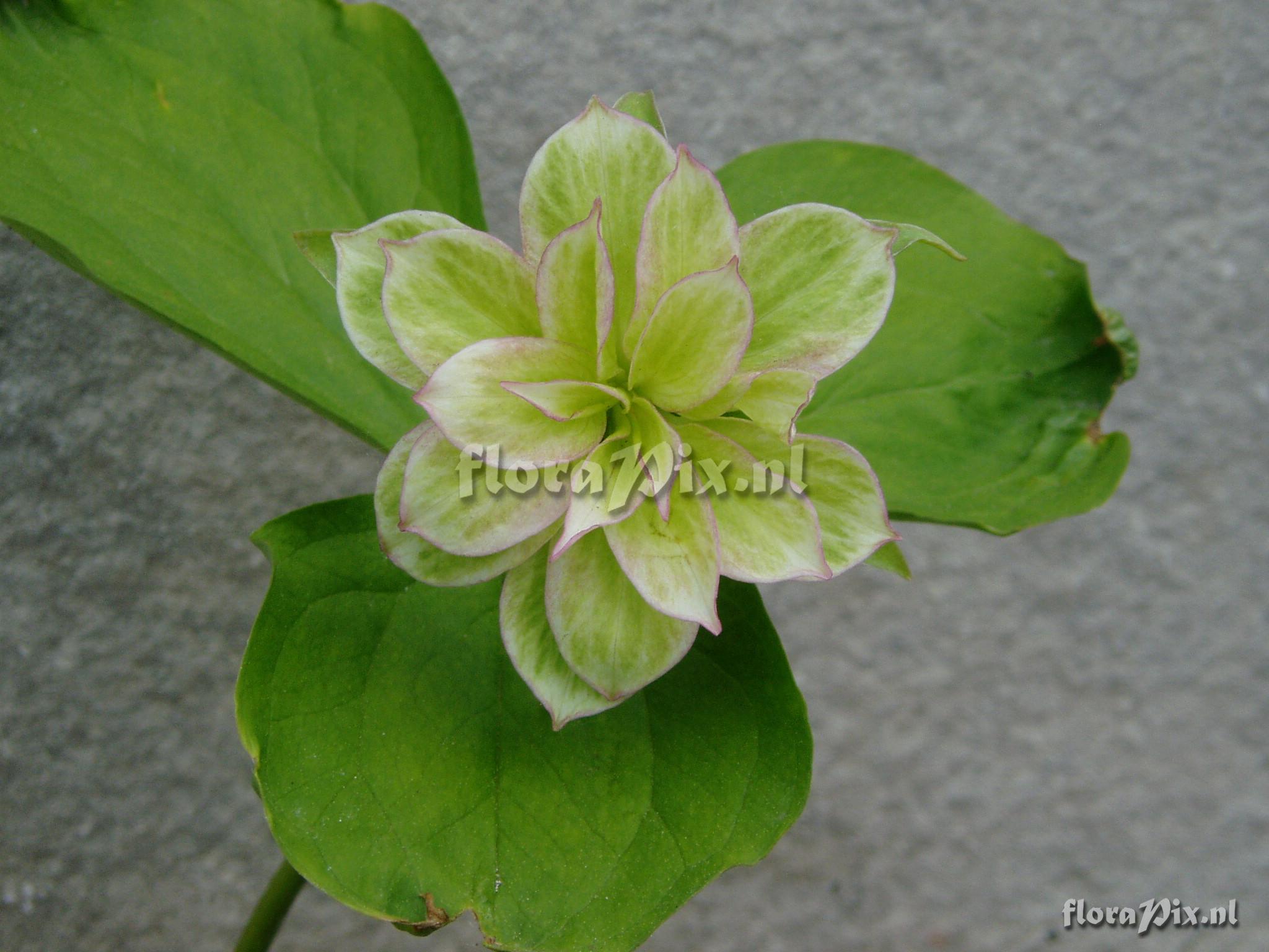 Trillium grandiflorum  Tri-color double