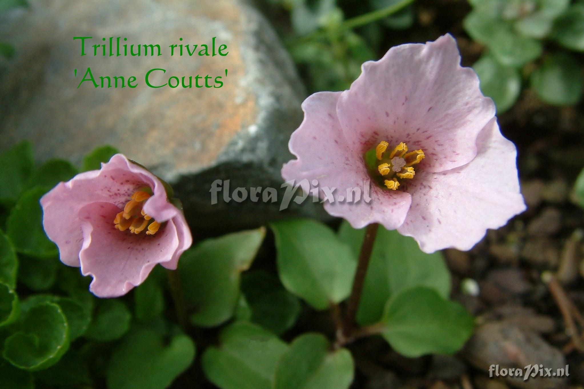 Trillium rivale Anne Coutts