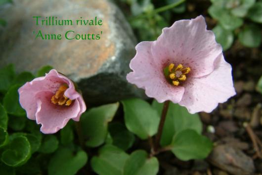 Trillium rivale Anne Coutts