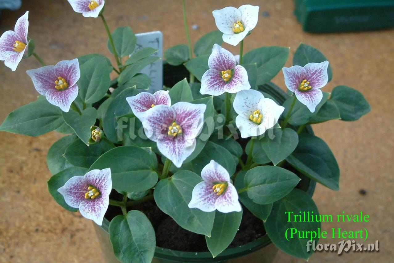 Trillium rivale Purple Heart