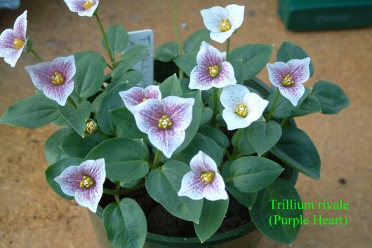 Trillium rivale Purple Heart