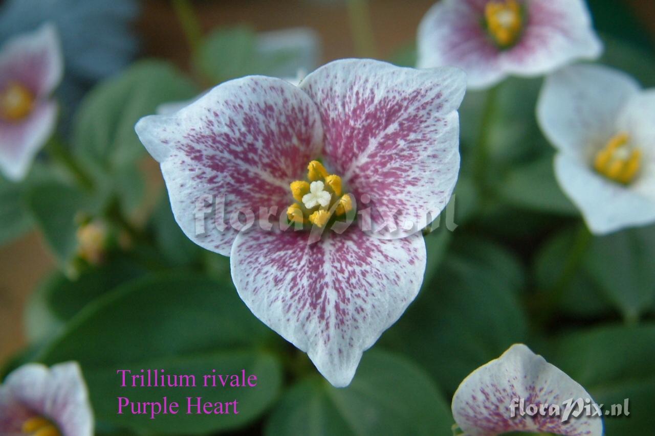 Trillium rivale Purple Heart-1