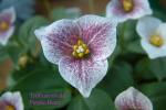 Trillium rivale Purple Heart-1