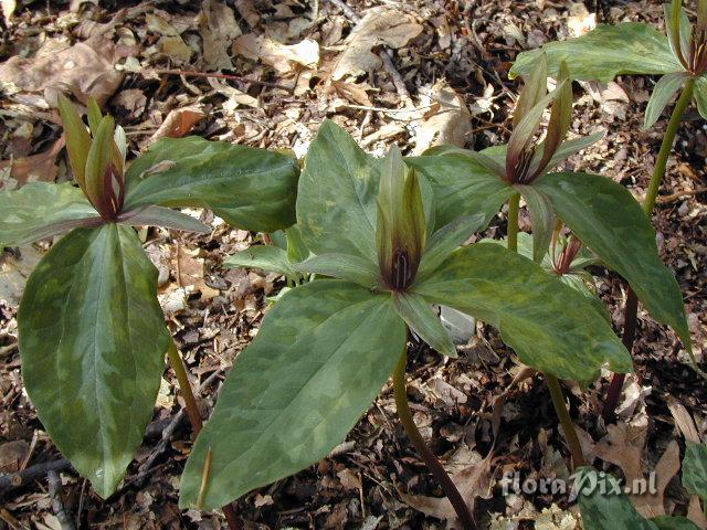 Trillium ludovicianum