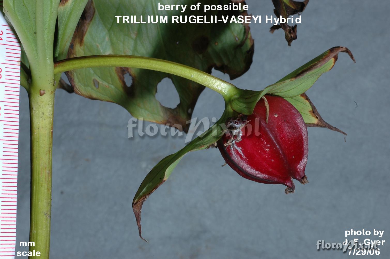Trillium possible T.rugelii-T.vaseyi hybrid