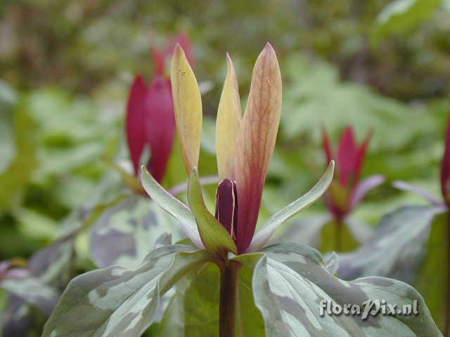 Trillium maculatum forma simulans