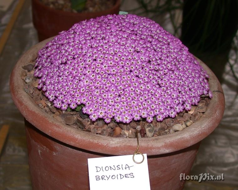 Dionysia bryoides