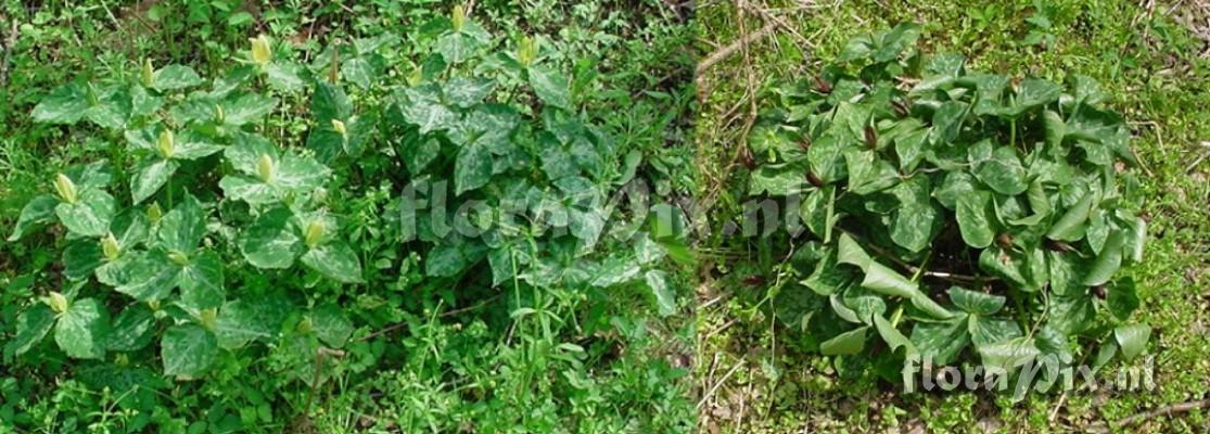 Trillium luteum