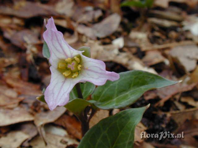 Trillium rivale 