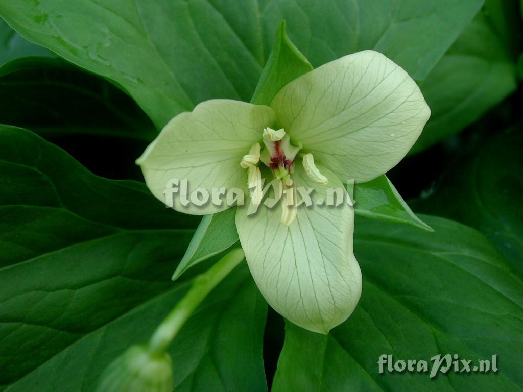 Trillium erectum yelow