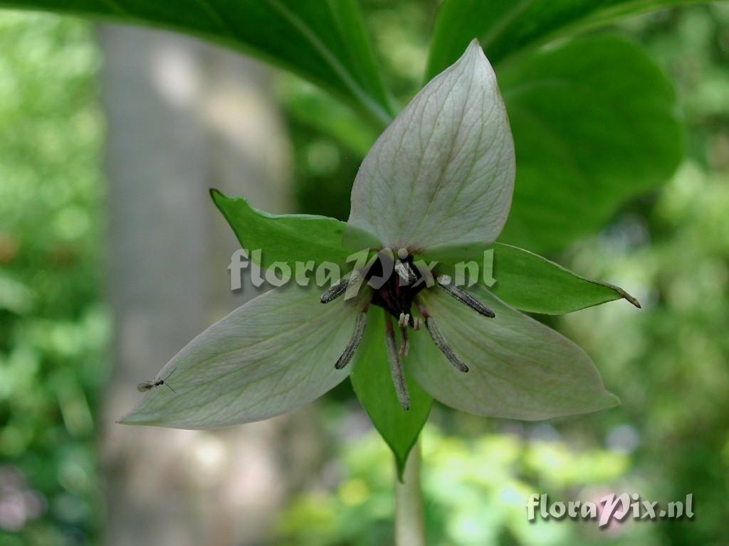 Trillium rugeli 