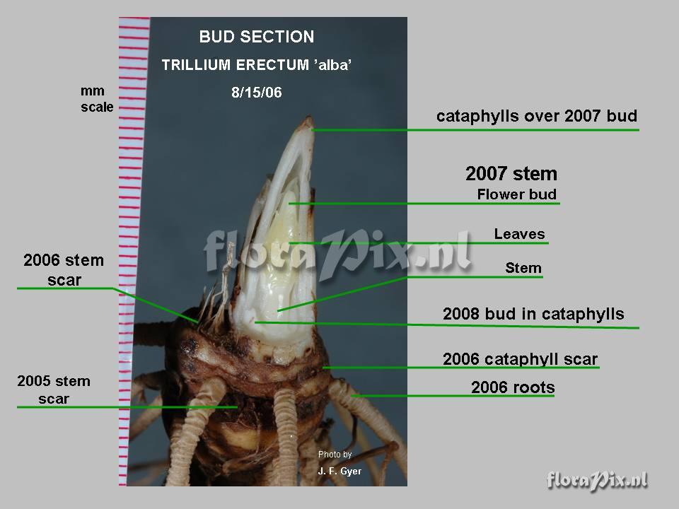 Trillium erectum apical bud