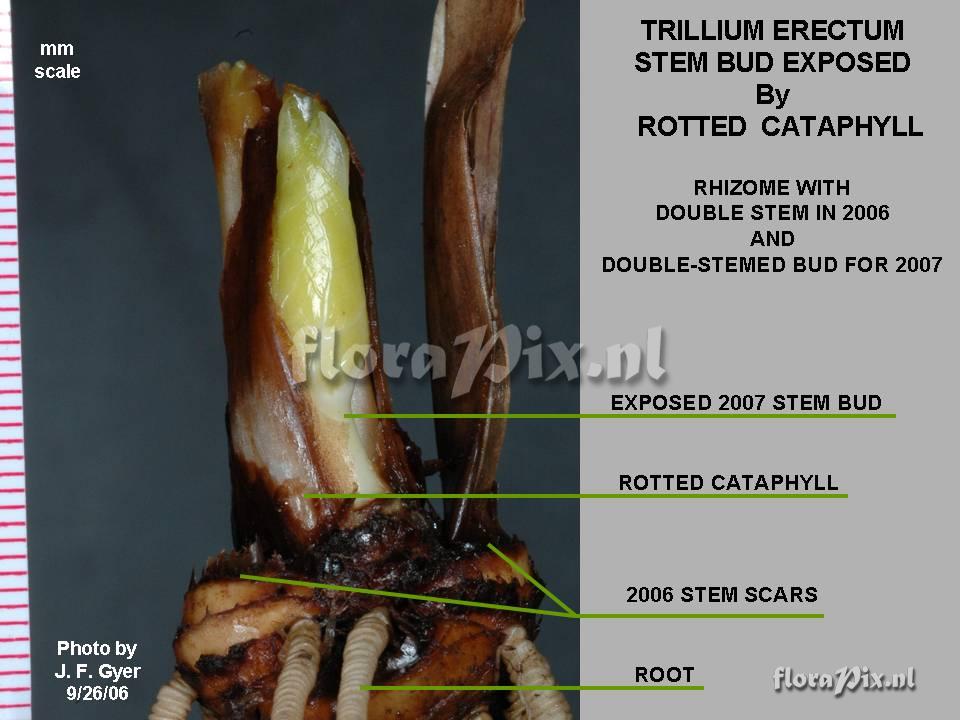 Trillium erectum - with exposed bud
