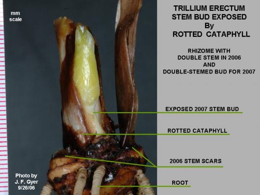 Trillium erectum - with exposed bud