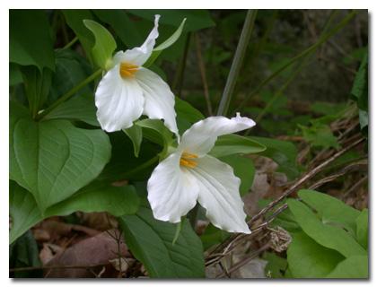 Trillium grandiflorum